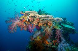 Truk - Chuuk lagoon scuba wreck diving holiday.